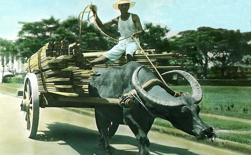 Carabao photograph from the University of Michigan Special Collections Library.