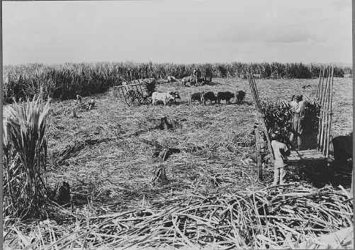 Hervesting sugar cane in the Dominican Republic, 1920.