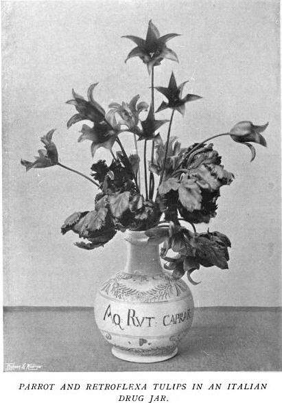 Parrot and Retroflexa Tulips in Italian Drug Jar