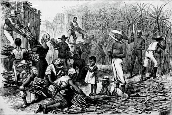 Slaves harvesting sugar cane.